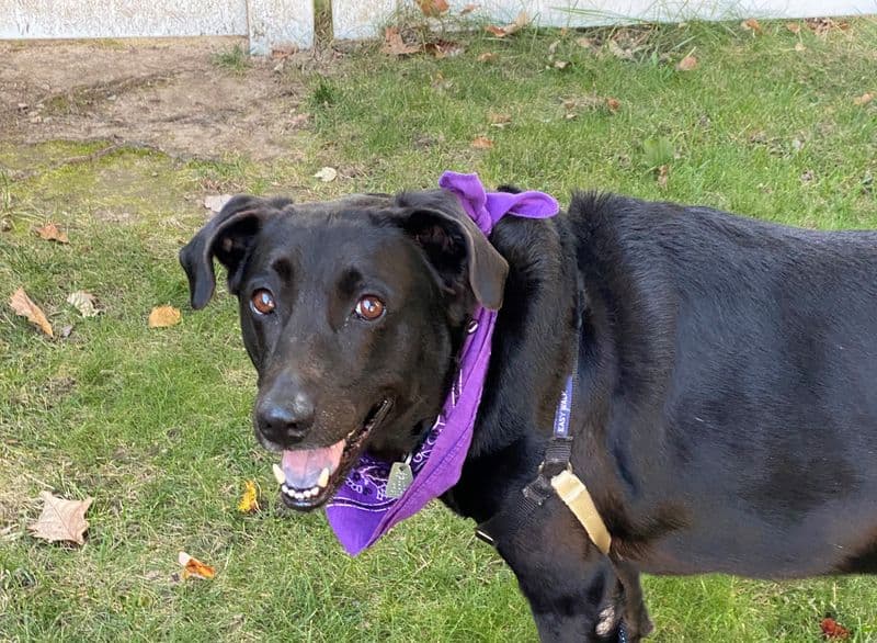 Daily Dash for Mental Health